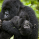 Illustration for article titled Four Endangered Gorillas Killed By Lightning Strike in Bizarre Accident